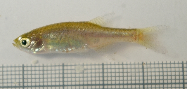 Male specimen from the aquarium trade, with reduced colour pattern likely due to stress.