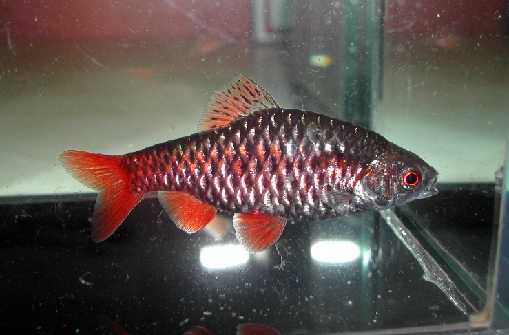 Adult male from the UK aquarium trade.