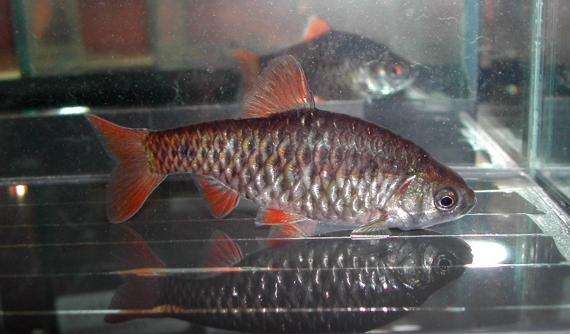 Adult female from the UK aquarium trade.