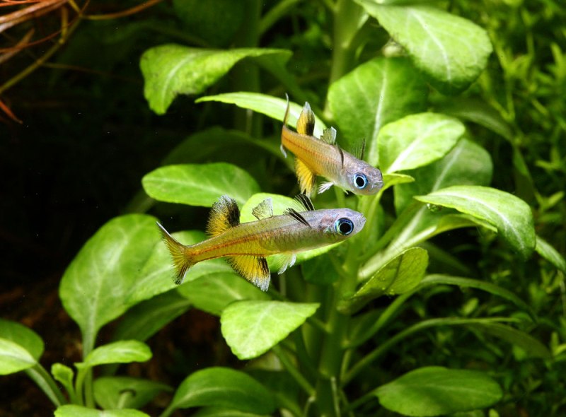 Males will spar often if present in numbers.