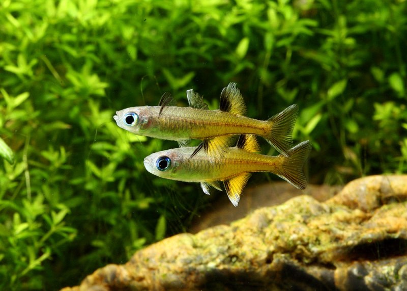 More sparring males.