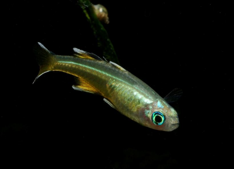 Adult male from the aquarium trade.