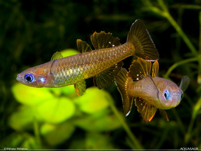 Two adult males; population unspecified.