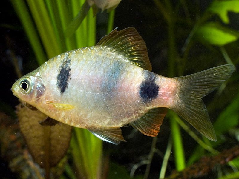 Adult male from the Singapore aquarium trade.