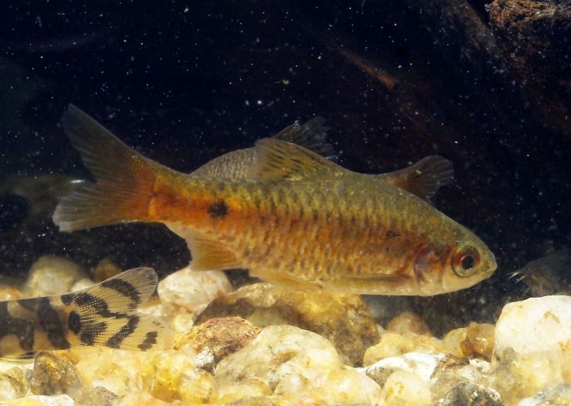 Nuptial male individual.