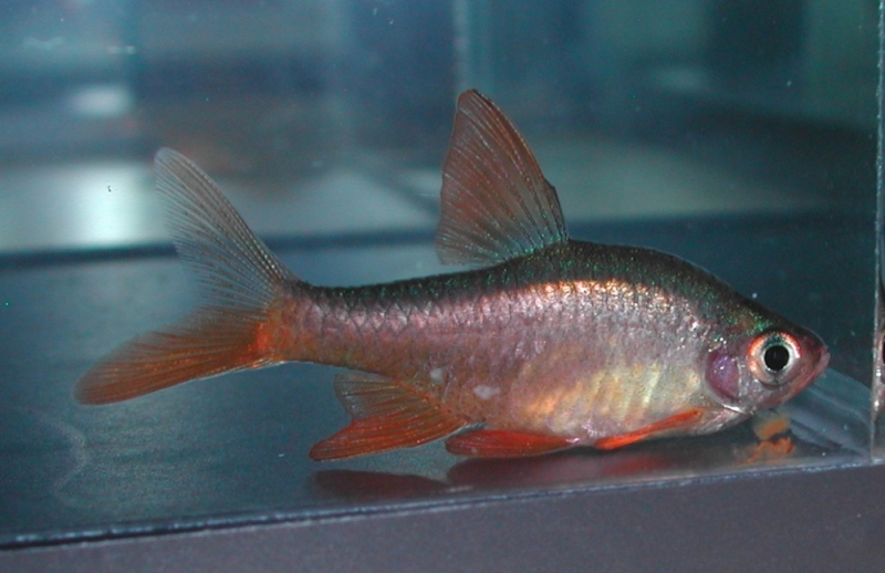 Male individual from the UK aquarium trade.