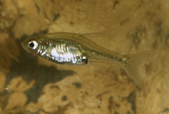 Adult female from the German aquarium trade.