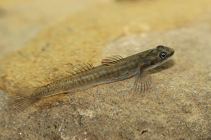 Adult female in the aquarium.