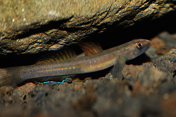Non-reproductive adult male in the aquarium.