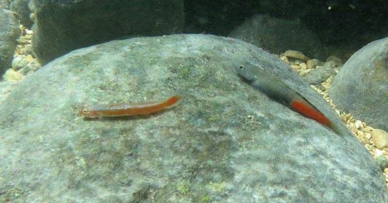 Adult male specimen (right) alongside a male Stiphodon surrufus.
