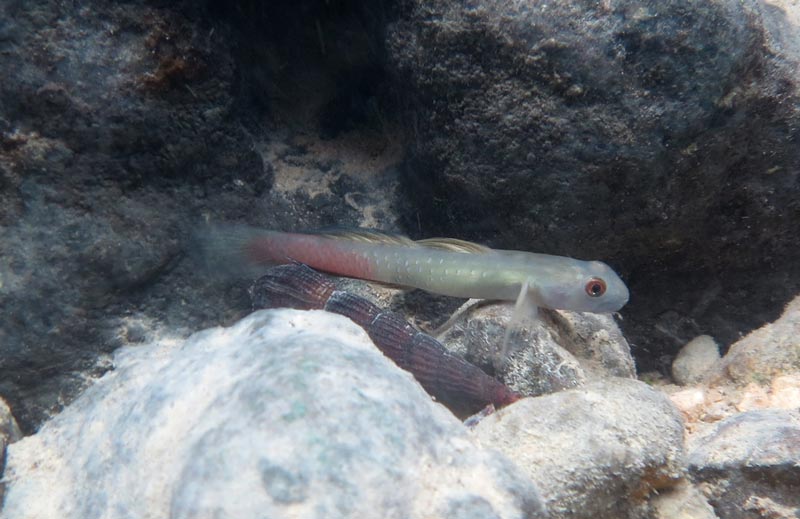 A male with non-reproductive colour pattern.