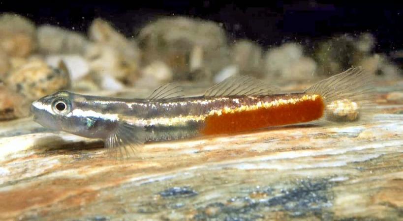Male specimen from Normanby Island, Papua new Guinea.