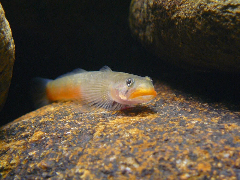 This species is not an algal grazer unlike some relatives