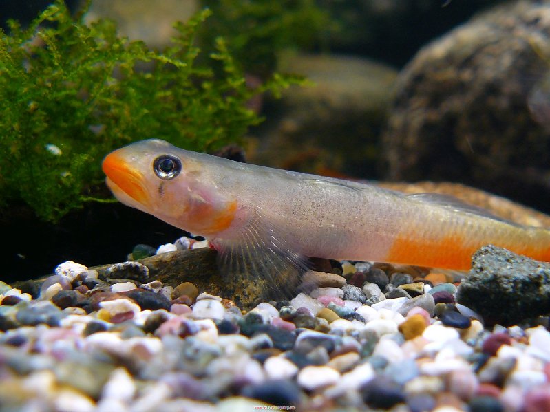 The vast majority of fish available in the trade have been brightly-coloured males.