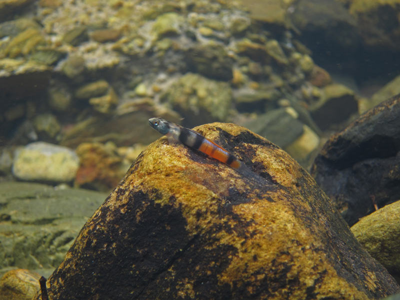 Another young male in nature; Okinawa population.