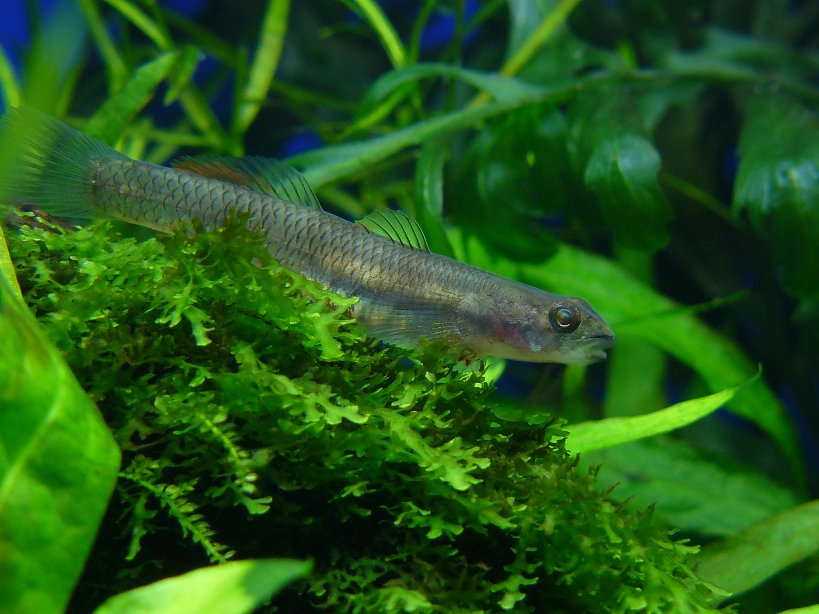 Female from the aquarium trade.