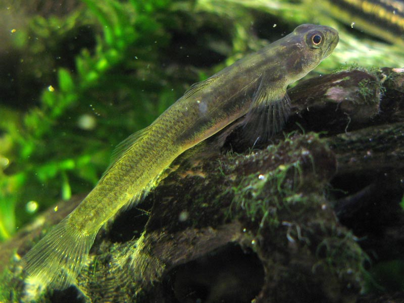 Female in the aquarium.