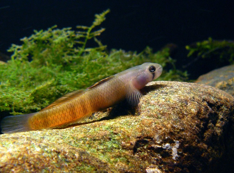 Male from the aquarium trade.
