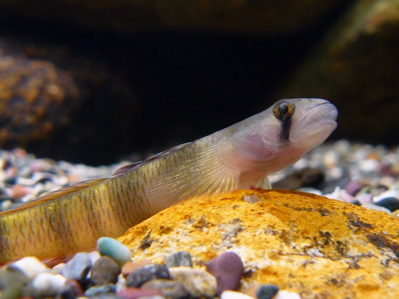Detail of head and anterior portion of body.
