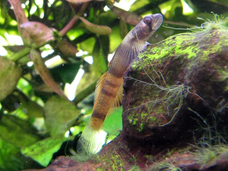 Young male in the aquarium.