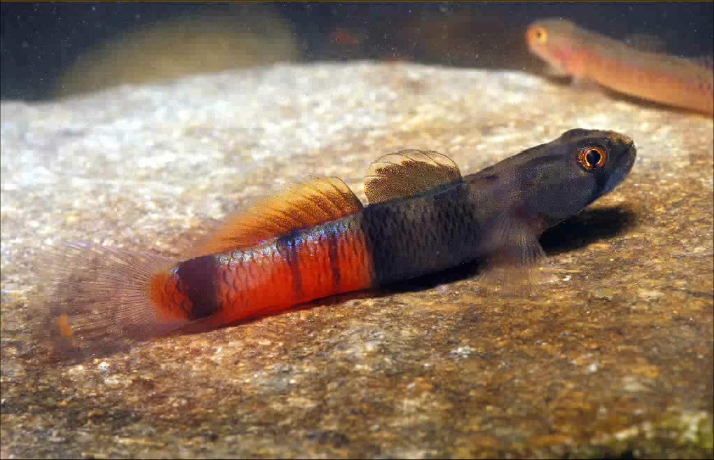 Adult male from New Guinea; locality unspecified.