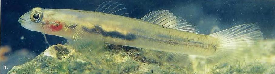 Adult female from Biak Island, Papua province, Indonesia.