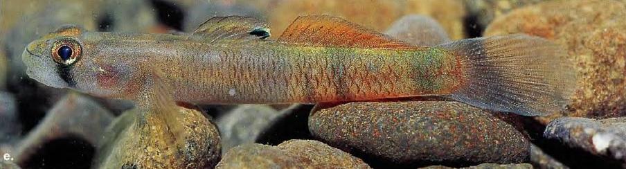 Another male from Yapen Island, West Papua province, Indonesia.