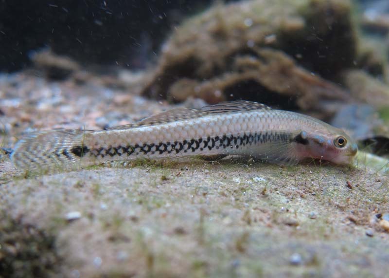 Non-nuptial male in its natural habitat, Okinawa island, Japan.