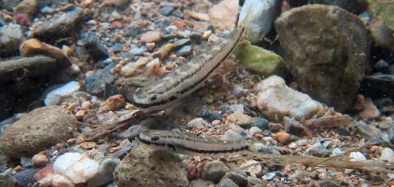 Two females; Okinawa, Japan.