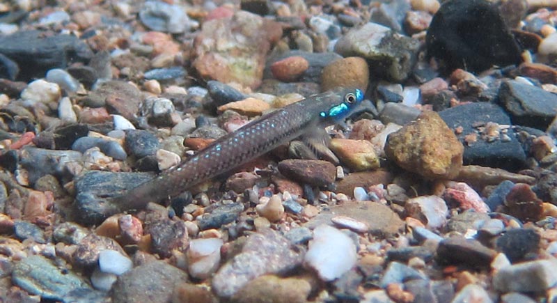 Nuptial adult male; Okinawa, Japan.