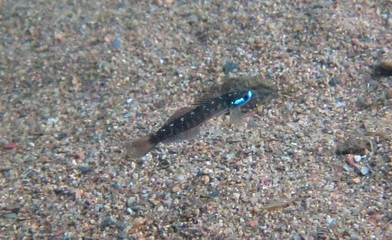 Another nuptial male; Okinawa, Japan.