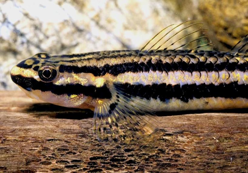 Adult female; locality unspecified.