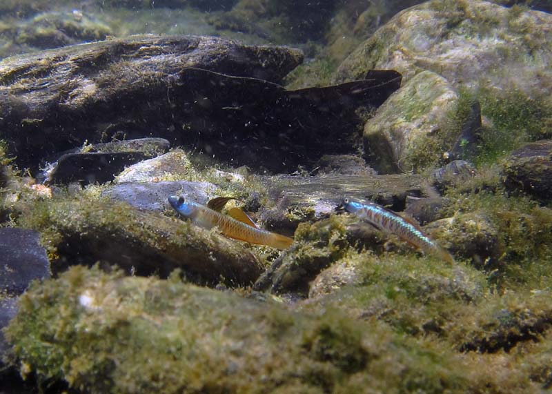 Two males in their natural habitat, Okinawa, Japan.