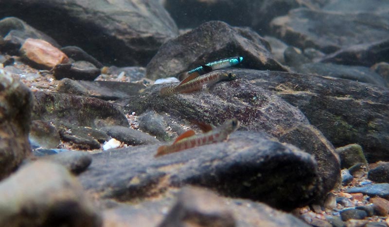 Two subdominant males in foreground with dominant individual behind. Okinawa, Japan.