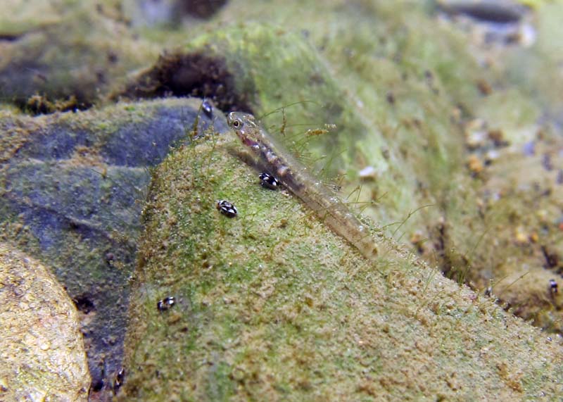 Young individual migrating upstream, Okinawa, Japan.