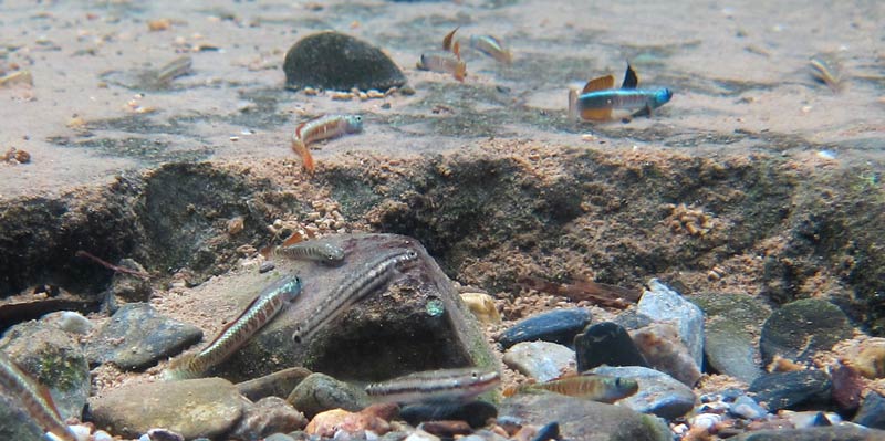 Males and females foraging, Okinawa, Japan.