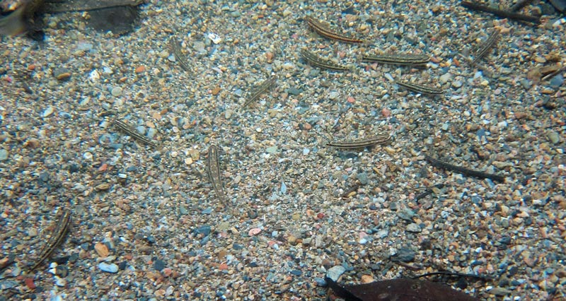 Non-reproductive females tend to form aggregations.