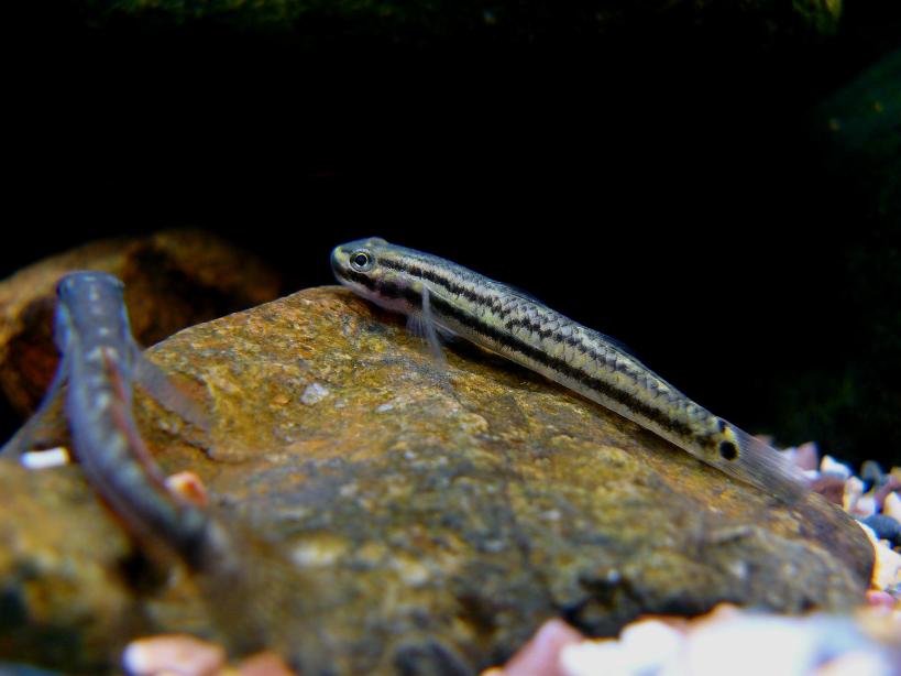 Female in the aquarium.