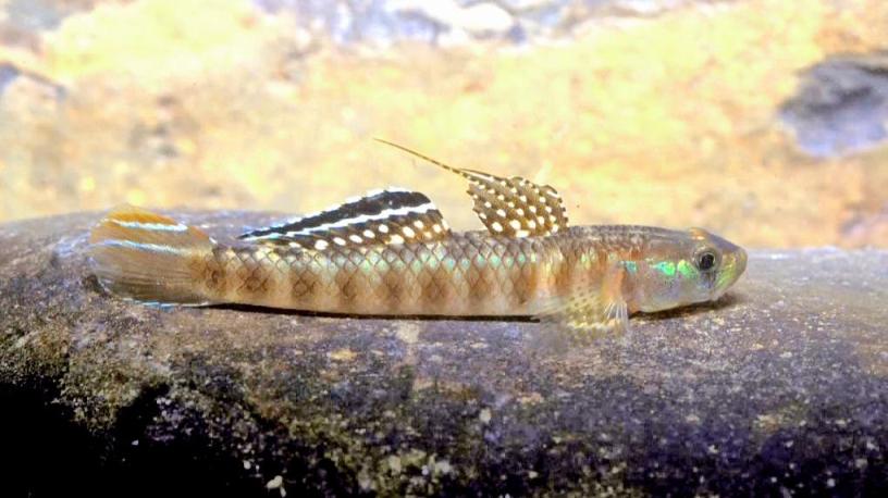 Adult male collected from Goodenough Island, Milne Bay province, Papua New Guinea.