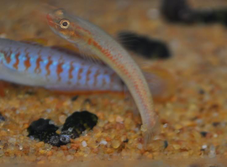 This fish was imported into the UK in 2010 and appears to be a male individual of S. surrufus.