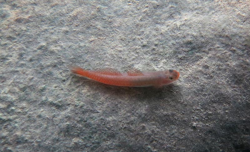 Nuptial male in nature at an undisclosed locality in the Philippines.