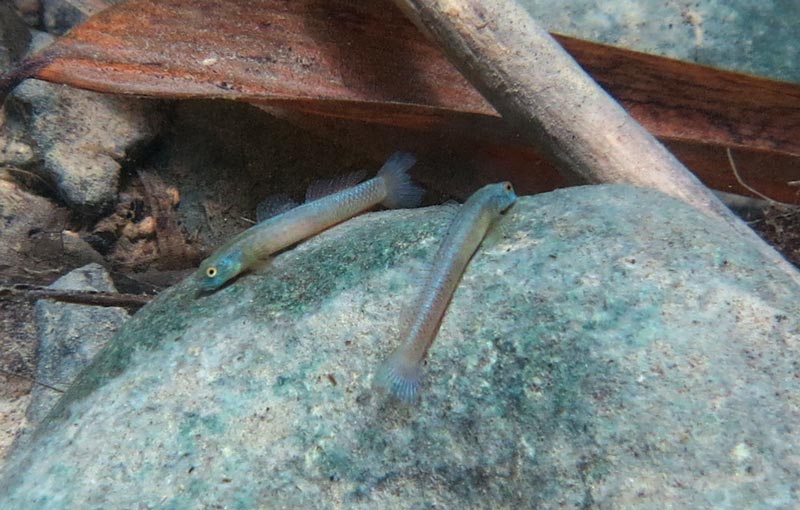 Two non-nuptial males in nature; the Philippines.