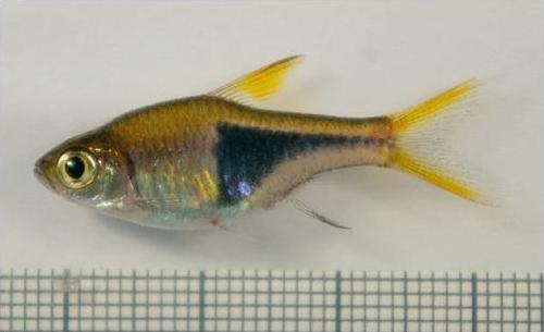 Specimen from the aquarium trade used in the study by Collins et al. (2012). See 'Notes' for further information.