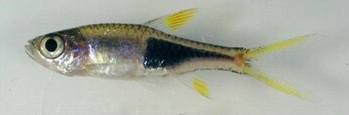 T. cf. heteromorpha, also from the aquarium trade, may turn out to be a distinct species (see 'Notes').