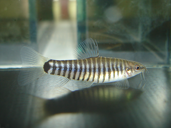 Adult male.