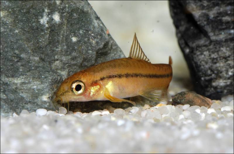 Another non-nuptial male.