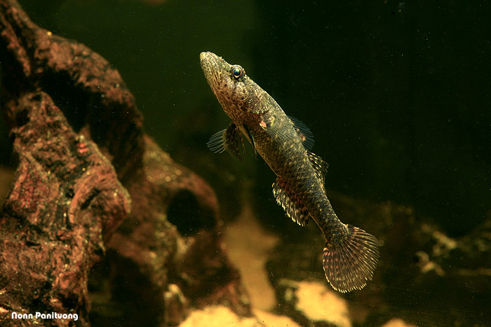 Specimen from Thailand.