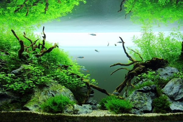 Heating the Aquarium