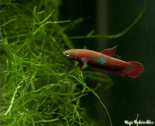 Adult male from Sibu, Sarawak, Borneo.