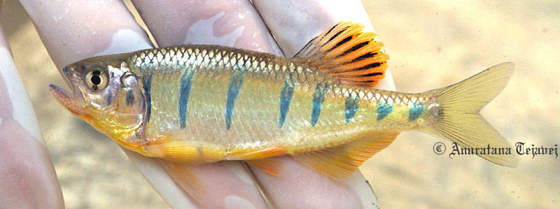 Adult male specimen with nuptial colour pattern and breeding tubercules on head.